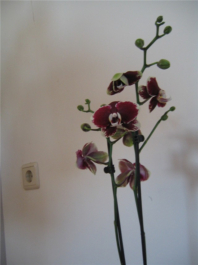 bordo